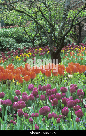 Butchart Gardens, spring flower display, tulips and phlox, Victoria, Vancouver Island, British Columbia, Canada. Stock Photo