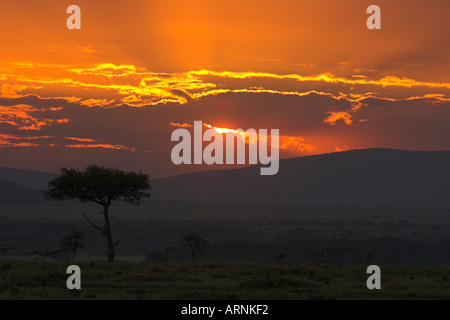 Acacia tree in front of rising sun African sunrise Stock Photo