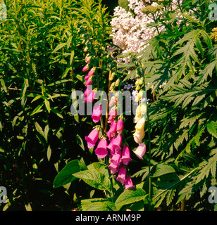 A bright pink foxglove flower in a flowerbed Stock Photo