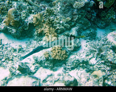 Trumpetfish, Aulostomus chinensis January 2008, Similan islands, Andaman sea, Thailand Stock Photo