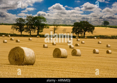 Hay making Stock Photo