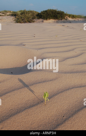 Sand dune at Monahans Sandhills state park, Texas Stock Photo