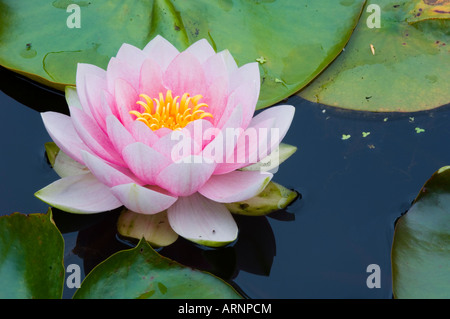 Tofino Botanical Gardens pond with bloomimg water lily, Vancouver Island, British Columbia, Canada. Stock Photo