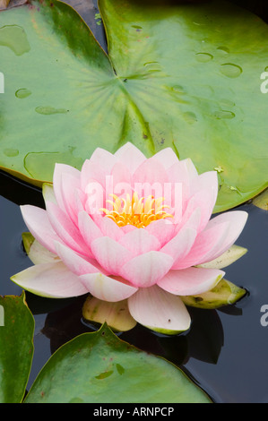 Tofino Botanical Gardens pond with bloomimg water lily, Vancouver Island, British Columbia, Canada. Stock Photo