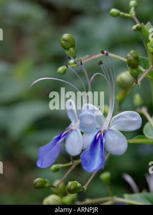 Blue glory bower (Clerodendrum myricoides 'Ugandense' syn. Clerodendron myricoides 'Ugandense') Stock Photo