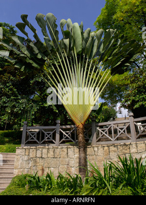 Ravenala madagascariensis hi-res stock photography and images - Alamy