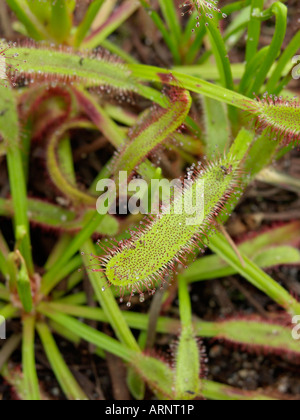 Cape sundew (Drosera capensis) Stock Photo