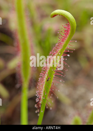 Cape sundew (Drosera capensis) Stock Photo