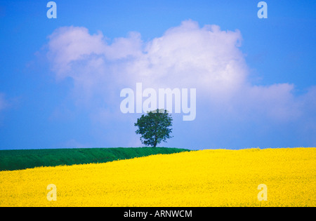 Canola crop with lone tree, blue sky and cumulus clouds in south of France Stock Photo