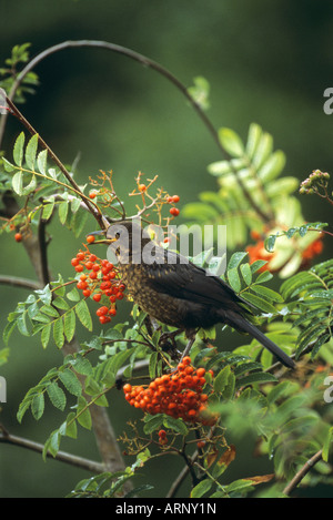 blackbird Turdus merula juvenile feeding in a rowan tree Stock Photo