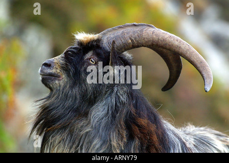 One of the feral goats on Lynton's valley of the rocks in Devon UK Stock Photo