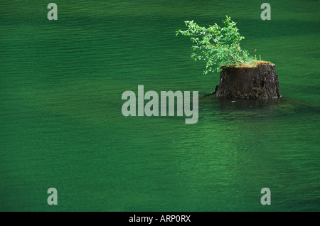 USA, Washington State, dammed lake remnants, cut tree stumps in new lake, Skagit river Stock Photo