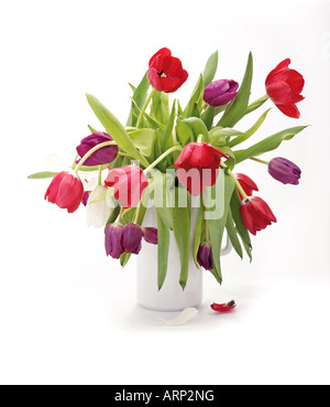 tulips in white vase Stock Photo