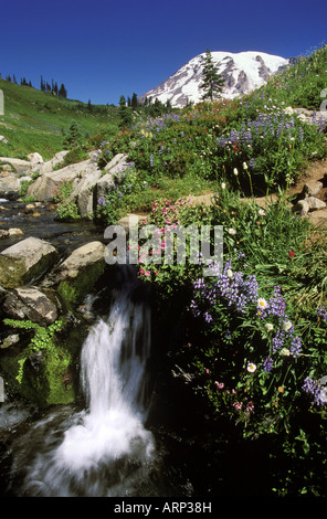 USA, Washington State, Mount Rainier, Wild flowers with creek on a alpine meadow with Mount Rainier beyond. Stock Photo