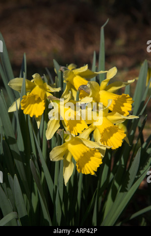 Wild daffodil narcissus pseodnarcissus low angle woodland floor, Butley daffodil woods, Suffolk, England Stock Photo