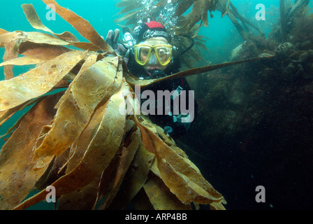 A diver swimming through the kelp forest in Brittany Stock Photo