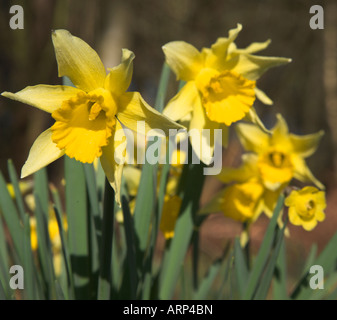 Wild daffodil narcissus pseodnarcissus low angle woodland floor, Butley daffodil woods, Suffolk, England Stock Photo