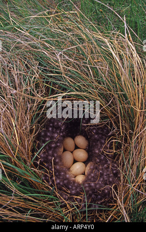 Blue winged Teal Nest with Eggs in Grassy Field - Vertical Stock Photo