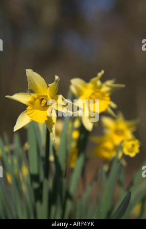 Wild daffodil narcissus pseodnarcissus low angle woodland floor, Butley daffodil woods, Suffolk, England Stock Photo