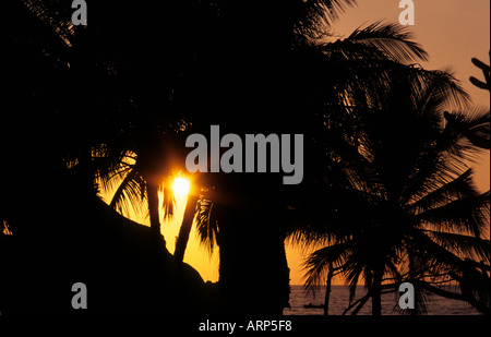 Sunset with golden sky behind silhouetted palm trees at Kealakekua Bay, where Captain Cook first landed on the Big Island, Hawaii, USA. Stock Photo