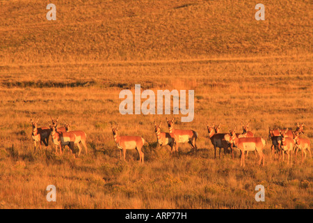 Prong Horn Antelope, Pinedale, Wyoming, USA Stock Photo