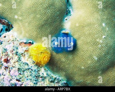 Yellow and blue christmas tree worms, Spirobranchus giganteus Stock Photo