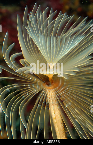 Sea life in the Mediterranean Sea fan worm spiral tube worm Stock Photo