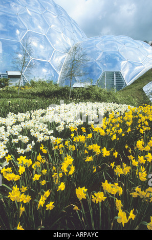 fabulous display of narcissi and daffodils and other flowers in the Spring at the Eden Project in Cornwall UK Stock Photo