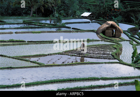 Balinese working in lush fertile irrigated rice fields near Ubud Bali Indonesia Stock Photo