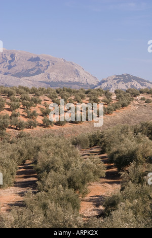 olive grove in Jaen, Spain Stock Photo