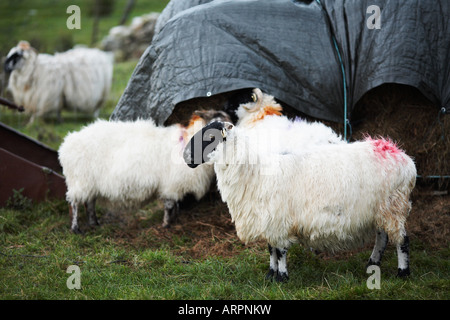 Malin Beg, a Small Farming Community in County Donegal, Ireland Europe Stock Photo