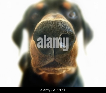 close up of a doberman nose Stock Photo