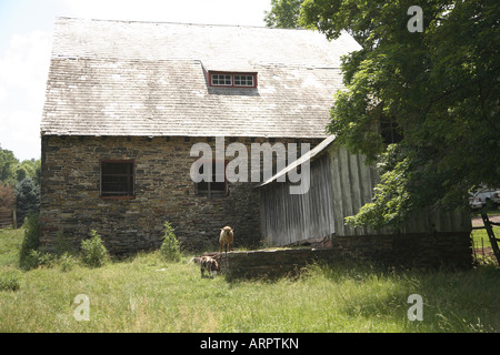 Stone barn with wood shingled roof and grazing sheep Stock Photo