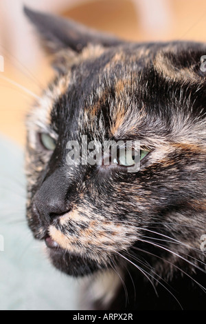 Sideways glance from an adult Tortoiseshell Cat Stock Photo