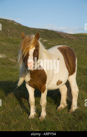 dh Shetland pony PONY UK Piebald shaggy haired shetland patch pony animal Stock Photo
