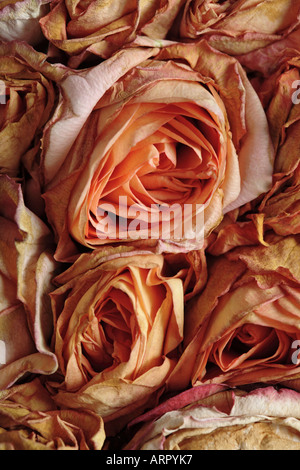 A close up of wilted roses, full frame Stock Photo