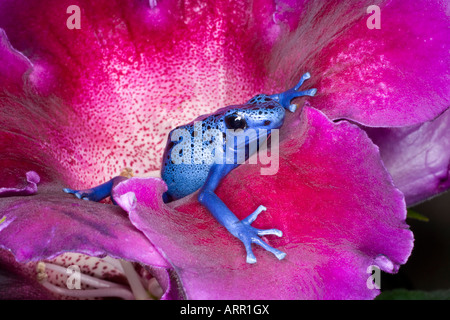 Poison dart frog (Dendrobates azureus), Surinam Stock Photo