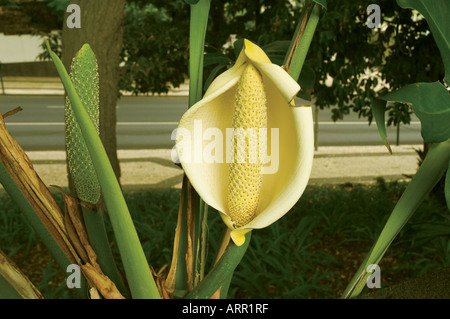 Close up of Monstera deliciosa plant flower flowers fruit Madeira Portugal EU Europe Stock Photo