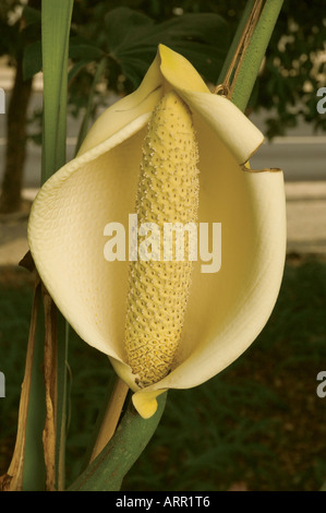 Close up of Monstera deliciosa plant flower flowers fruit Madeira Portugal EU Europe Stock Photo