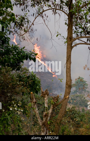 Burning forest being cleared to plant crops by villagers near Phongsaly ...