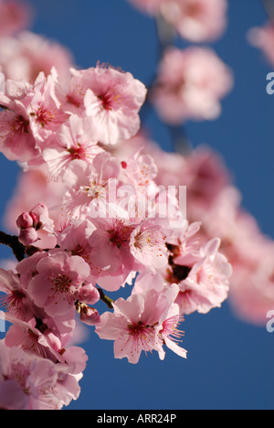 Pink spring cherry blossom, blue sky background Stock Photo - Alamy