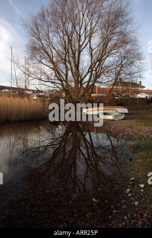 Tree and sky reflected in a pond near the marina, Woodbridge, Suffolk, UK. Stock Photo