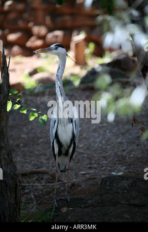 Grey Heron Stock Photo