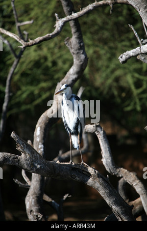 Grey Heron Stock Photo