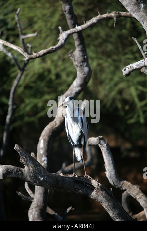 Grey Heron Stock Photo