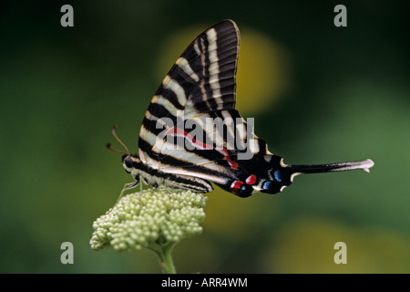 Woodland park zoo butterfly exhibit Zebra swallowtail butterfly eurytides marcellus landing on flower Seattle Washington State Stock Photo
