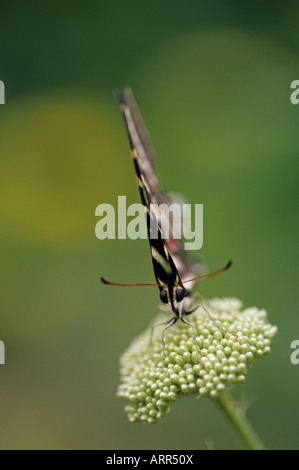 Woodland park zoo butterfly exhibit Zebra swallowtail butterfly eurytides marcellus landing on flower Seattle Washington State Stock Photo