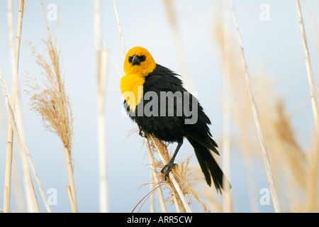 Yellow headed Blackbird Stock Photo