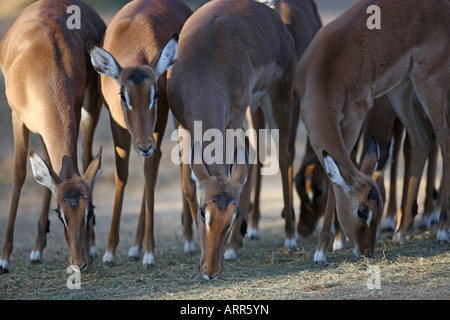 group of Impala antelopes eating - Aepyceros melampus Stock Photo