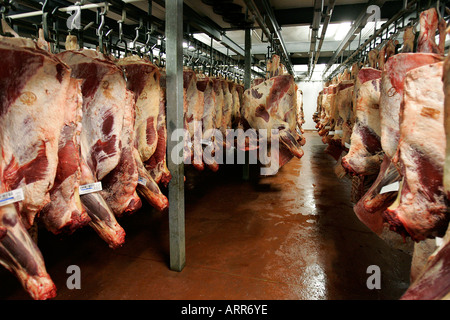 Abattoir carcasses dead meat pig agriculture livestock bacon chiller beef sides slaughter house carcass farming food farm Stock Photo